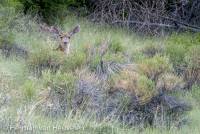 Deer, Great Sanddunes national Park, Colorado-1195