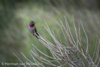 Kolibrie, Great Sanddunes national Park Colorado-1099