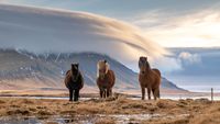 Ijsland paarden background-7206